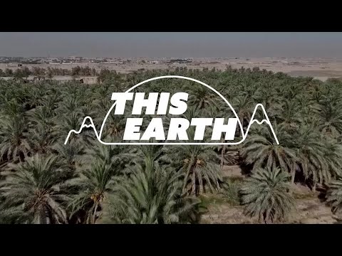 YouTube video thumbnail: Farmers Grow Dates in Desert Amid Southern Iraq Water Crisis