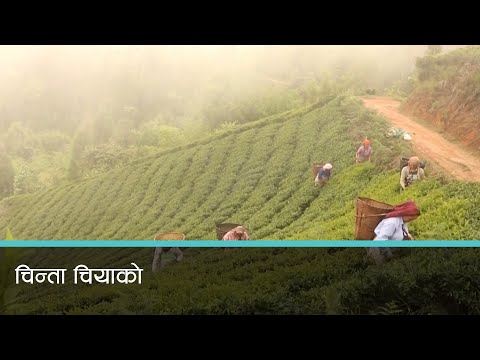 नेपाली चियाको भारतीय संसद्मा प्रश्न उठेपछि व्यवसायी झस्किए