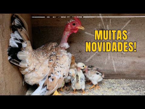 Mais aves novas para a nossa criação | Coração Campeiro