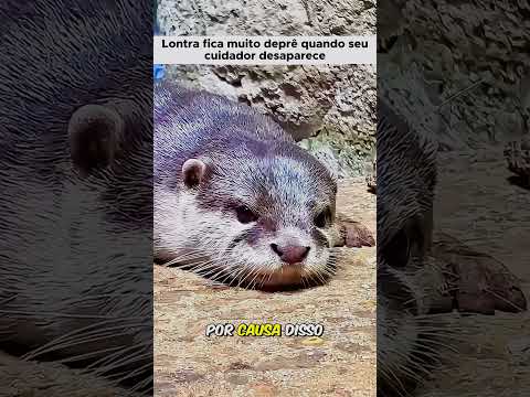 Lontra depressiva | Tccontos #Shorts #animais #curiosidades #animaisfofos #vidaanimal