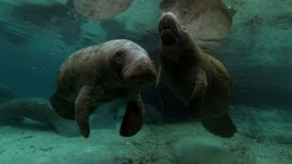 Watch this dedicated mummy manatee protect her baby!