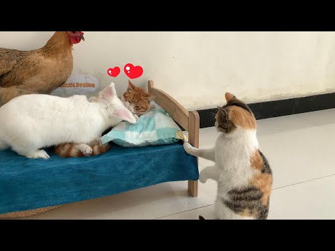 The cat took in a stray cat, the hen was angry! The cat and the rabbit's behavior is so heartwarming