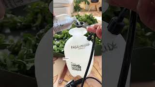 Managing infestations 🐛 #diy #planttok #plants #houseplants #ficusplant #homedecor