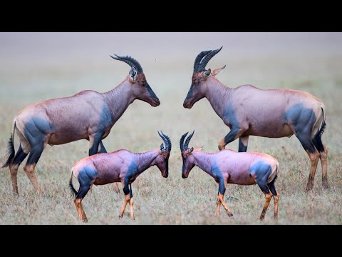 Topi Antelope: Ecological Profile & Scientific Look with Facts