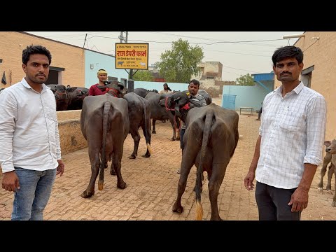 👍 70000 किराए में महाराष्ट्र पुणे में जा रही 9 मुर्रा भैंस, 14-18 लीटर दूध , Price 116000-132000 मे