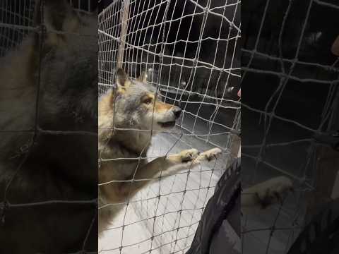ПОТУШИЛ СВЕТ ВОЛКУ‼️ Волк БРАТИШ не успокоится 😱 #wolf #arcticwolf #greywolf