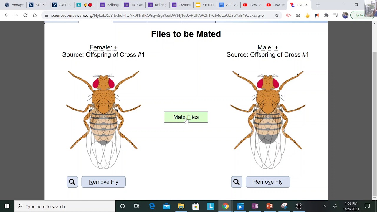 Virtual Fly Lab: Exploring the World of Fruit Flies Online