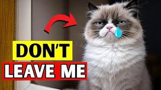 NEVER Do These 8 Things When Leaving Your CAT Alone!