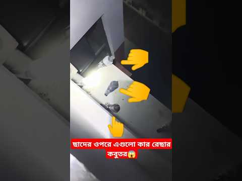 ছাদের ওপরে এগুলো কার রেছার কবুতর😱 #shorts #shortsfeed #pigeon #kobutor #kabutar