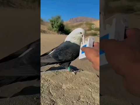 ##kabootar #pigeon #pigeonmemes #funnypigeon #giribaazkabutar #attitude #shortsvideo ##viralshorts