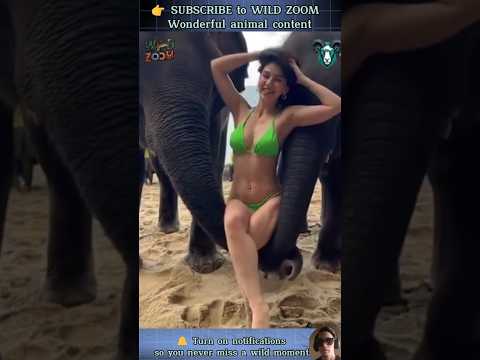 19 AMAZING Animal Clips You MUST See! ⚡ WILD ZOOM #animals #animalshorts #animalclips