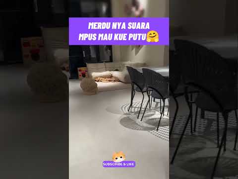 merdunya suara mpus 🥰#kucinglucu #kucingmeongmeong #funnycats #cutecat #catmemes