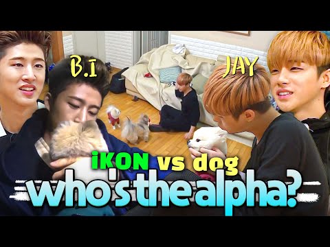 ＂Is he the alpha here?＂ iKON in a hierarchy battle with a dog 🤣🤣
