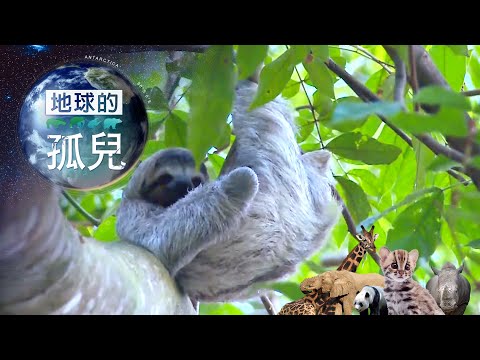 地球的孤兒 ~ 樹懶截肢浩劫  Orphans of the Earth／Orphan Sloth Rescue【全集】｜白心儀 - YouTube