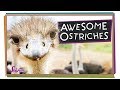 Birds and Their Unique Characteristics