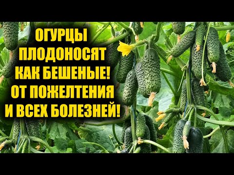 1 Литр под Огурцы! Засыпят урожаем, желтеть и болеть не будут!