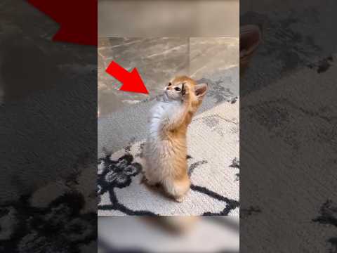 ㊗️12万再生!!ネッコ見てニヤついたらアウトww