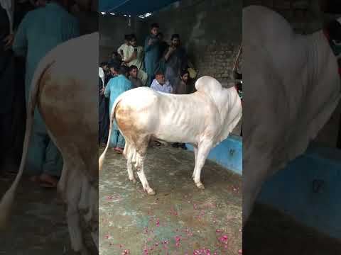 Mas Allah bachra kitna Kubsurat ha #cow #bakreiduladha#ytshorts #fyg #tarendeng #nature #viralvideo