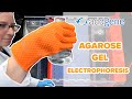 Gel Electrophoresis Concepts and Techniques