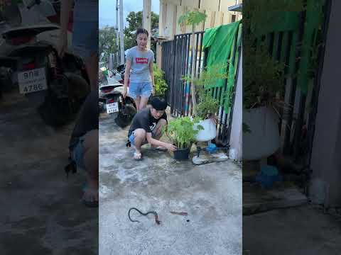 ปะสางูปลอม #funny #comedy #ขำๆ