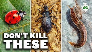 These Bad Bugs LOOK Like Good Bugs...Don't Get Them Confused!