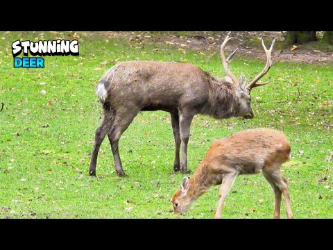 Marvelous Deer Family Together