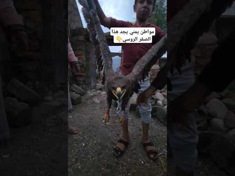 مواطن يمني يجد هذا الصقر الروسي شاهد التفاصيل :