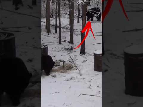 охота на большого черного медведя на снегу