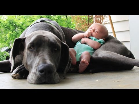 Big Dogs Playing with Babies Funny Videos FunTv