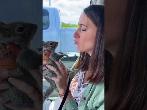 Elle sauve un bébé écureuil 🥹❤️ #fypage #animals #fypviral #fypyoutube #cute #fyp #fypviralシ #fypp