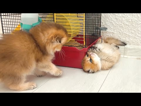Our Kittens Couldn’t Sleep… So They Turned the Room Into a Playground