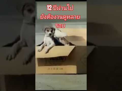 เจ้านายใจดีจังพามาเที่ยว/พาเสียงหัวเราะจาก 12 ปีที่แล้วมาฝาก #หมา #หมาตลก