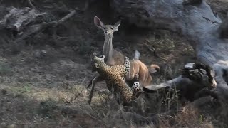 CHIPAZUA KILLS A YOUNG KUDU