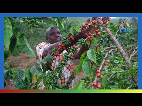 YouTube video thumbnail: Coffee Players Push for Increased Domestic Coffee Consumption Among Kenyans