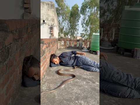 मेरे मुन्ने भूल ना जाना तू अपना फर्ज निभाना 😱​⁠​⁠@Panchal_Ji_Snake_Expert  #shorts