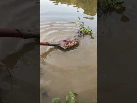 Bắt cá không gì khó #shorts