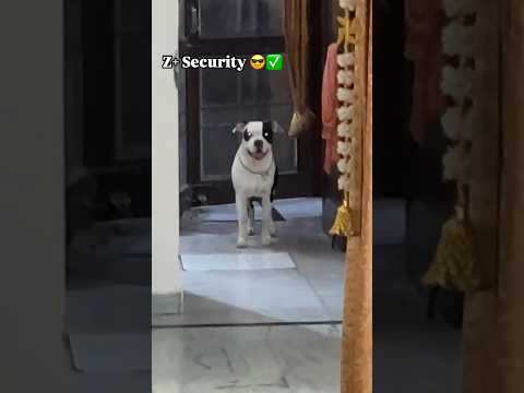 Gabbar👺 Best Guard Dog !!✅😎