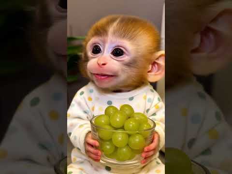 Cutest Monkey Ever! Laughing with a Bowl of Grapes ๐ฅฐ๐