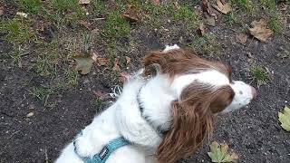 🌊🐾 Ferie med hund? Læs mine bedste tips i beskrivelsen!
