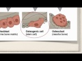 Bone Cell Functions and Characteristics