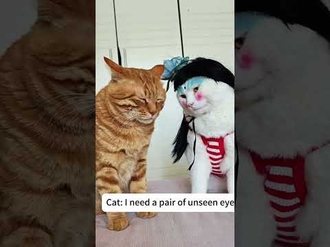 Dress up a cat in a new outfit 😂#cat  #catlover #funny#viral#usa #usa🇺🇸