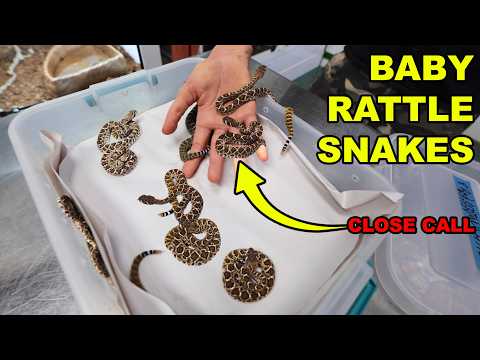 BABY RATTLESNAKE'S AND CLOSE CALLS!!