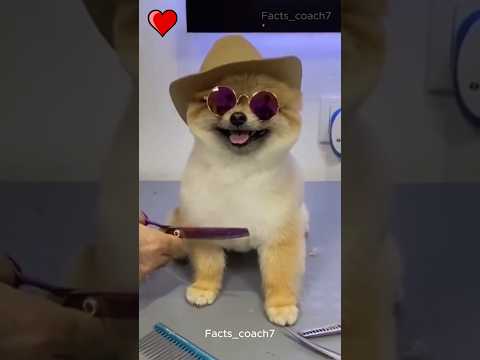 This Dog Looks Like a Star Now ππΆ