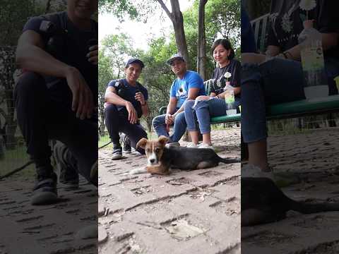 Cayó de un techo y su vida cambio #fotografia #mascotas #foto #perro