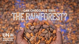 Can chocolate save the rainforest? #indigenouspeoplesday