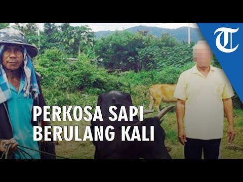 Download Video Kakek Ini Perkosa Sapi Berkali-kali, Tetangkap Tanpa Busana Saat Beraksi Di Hutan Dan Tanpa Celana Download Video Kakek Ini Perkosa Sapi Berkali-kali, Tetangkap Tanpa Busana Saat Beraksi Di Hutan Dan Tanpa Celana