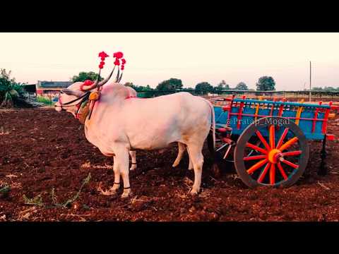 बळीराजाची लेकरं/Bailpola /बैलपोळा / Bull Animal Festival Maharashtra 2024 / 4K