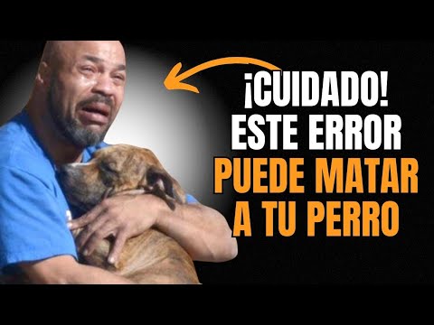 Estos SIMPLES ERRORES pueden MATAR a tu PERRO