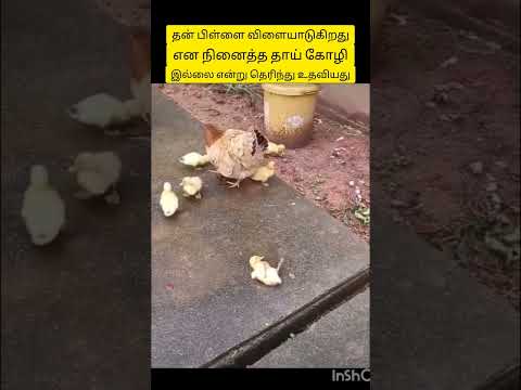 கோழி அம்மாவின் அன்பு💞#hen #mother #protect #save #love #henbabys#short #shorts #shortfeed