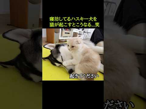 爆睡してるハスキー犬を猫が起こすとこうなる...笑#shorts